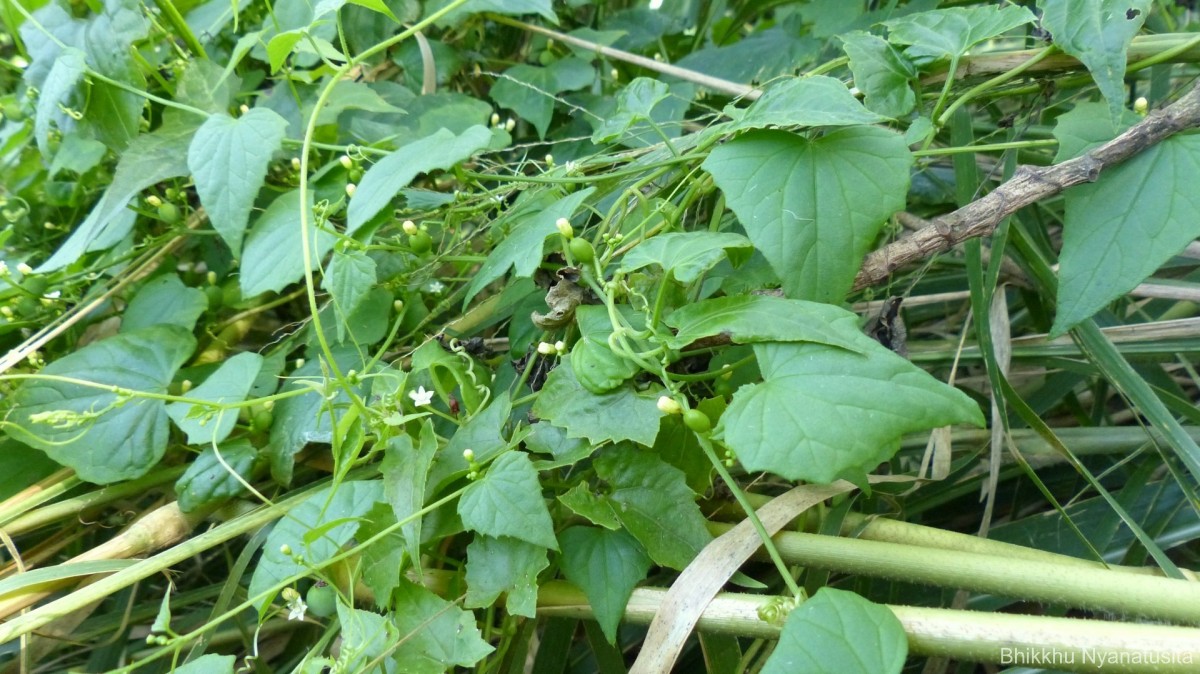 Zehneria bodinieri (H.Lév.) W.J.de Wilde & Duyfjes